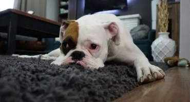 Възможно ли е да напръска кучето с духове или как да се отървете от миризмата на куче?